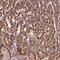 Zinc Finger Protein 513 antibody, NBP2-49009, Novus Biologicals, Immunohistochemistry frozen image 