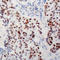 c-Myc antibody, LS-C368465, Lifespan Biosciences, Immunohistochemistry paraffin image 