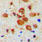 Tyrosine Hydroxylase antibody, LS-C358879, Lifespan Biosciences, Immunohistochemistry paraffin image 