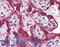 Calnexin antibody, LS-B3705, Lifespan Biosciences, Immunohistochemistry paraffin image 
