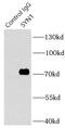 Synapsin I antibody, FNab08416, FineTest, Immunoprecipitation image 