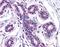 Melanotransferrin antibody, orb94788, Biorbyt, Immunohistochemistry paraffin image 