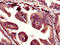 U2AF Homology Motif Kinase 1 antibody, CSB-PA840554LA01HU, Cusabio, Immunohistochemistry frozen image 