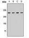 Cytoskeleton Associated Protein 5 antibody, LS-C668187, Lifespan Biosciences, Western Blot image 