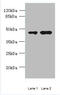 Cyclin J Like antibody, A58510-100, Epigentek, Western Blot image 