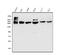 Tet Methylcytosine Dioxygenase 1 antibody, A00603-2, Boster Biological Technology, Western Blot image 