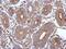 Sperm-associated antigen 8 antibody, PA5-31611, Invitrogen Antibodies, Immunohistochemistry frozen image 