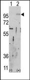FGFR-2 antibody, AP14341PU-N, Origene, Western Blot image 