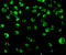 Interferon Regulatory Factor 8 antibody, 3401, ProSci Inc, Immunofluorescence image 