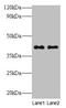 Glutaminyl-Peptide Cyclotransferase antibody, CSB-PA019135LA01HU, Cusabio, Western Blot image 