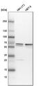 Methyltransferase Like 14 antibody, HPA038002, Atlas Antibodies, Western Blot image 
