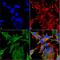 Solute Carrier Family 18 Member A3 antibody, NBP2-59378, Novus Biologicals, Immunofluorescence image 