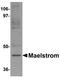 Protein maelstrom homolog antibody, orb75388, Biorbyt, Western Blot image 