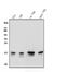 Peptidylprolyl Cis/Trans Isomerase, NIMA-Interacting 1 antibody, PB9316, Boster Biological Technology, Western Blot image 