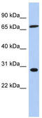 Serine/arginine-rich splicing factor 7 antibody, TA336042, Origene, Western Blot image 