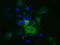 Myo-Inositol Oxygenase antibody, LS-C115408, Lifespan Biosciences, Immunofluorescence image 