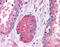 STAT3 antibody, ARP38253_P050, Aviva Systems Biology, Immunohistochemistry frozen image 