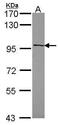 Histone Deacetylase 7 antibody, PA5-29937, Invitrogen Antibodies, Western Blot image 