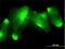 Membrane Frizzled-Related Protein antibody, H00083552-M01, Novus Biologicals, Immunocytochemistry image 