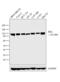 Hexokinase 2 antibody, MA5-15679, Invitrogen Antibodies, Western Blot image 