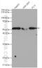 Small Nuclear RNA Activating Complex Polypeptide 3 antibody, 27062-1-AP, Proteintech Group, Western Blot image 