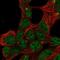 Stabilizer Of Axonemal Microtubules 2 antibody, PA5-59197, Invitrogen Antibodies, Immunofluorescence image 