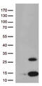PPY antibody, TA813059S, Origene, Western Blot image 