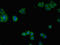 CD25 antibody, orb400860, Biorbyt, Immunofluorescence image 
