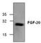Fibroblast growth factor 20 antibody, TA319104, Origene, Western Blot image 
