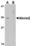 Akirin 2 antibody, A08948-1, Boster Biological Technology, Western Blot image 