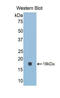 Galectin 9C antibody, LS-C294015, Lifespan Biosciences, Western Blot image 