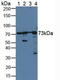 Protein disulfide-isomerase A4 antibody, LS-C373196, Lifespan Biosciences, Western Blot image 
