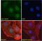 Zinc Finger GATA Like Protein 1 antibody, LS-C112975, Lifespan Biosciences, Immunofluorescence image 