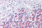 E2F Transcription Factor 2 antibody, ARP38418_P050, Aviva Systems Biology, Immunohistochemistry frozen image 