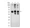 Karyopherin Subunit Alpha 2 antibody, NBP2-52501, Novus Biologicals, Western Blot image 