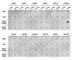 Histone H3 antibody, A2375, ABclonal Technology, Dot Blot image 
