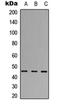 Abhydrolase Domain Containing 3 antibody, orb234747, Biorbyt, Western Blot image 