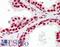 Serine/arginine-rich splicing factor 8 antibody, LS-B11499, Lifespan Biosciences, Immunohistochemistry frozen image 