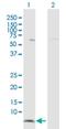 HLA class I histocompatibility antigen protein P5 antibody, H00010866-D01P, Novus Biologicals, Western Blot image 