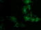 PDZ And LIM Domain 2 antibody, TA502743, Origene, Immunofluorescence image 