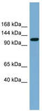 Solute Carrier Family 12 Member 5 antibody, TA333736, Origene, Western Blot image 