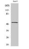Leukocyte Immunoglobulin Like Receptor A2 antibody, STJ93935, St John