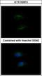 Hsd3b antibody, GTX102813, GeneTex, Immunofluorescence image 