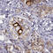 Immunoglobulin Superfamily Member 1 antibody, HPA035582, Atlas Antibodies, Immunohistochemistry frozen image 