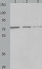 MAGE Family Member D1 antibody, TA323493, Origene, Western Blot image 