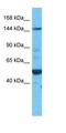LOC652641 antibody, orb325655, Biorbyt, Western Blot image 