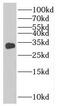 ADP/ATP translocase 1 antibody, FNab07942, FineTest, Western Blot image 