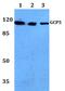 Tubulin Gamma Complex Associated Protein 5 antibody, PA5-36478, Invitrogen Antibodies, Western Blot image 