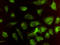Heme Oxygenase 2 antibody, LS-C197425, Lifespan Biosciences, Immunofluorescence image 