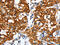 CLDN1 antibody, CSB-PA237804, Cusabio, Immunohistochemistry paraffin image 